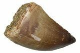 Fossil Mosasaur (Thalassotitan) Tooth - Morocco #345162-1
